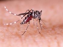Mengenali Virus Dengue Penyebab Penyakit Demam Berdarah